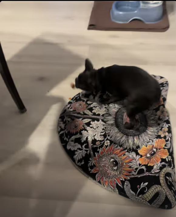 Frenchie Yoda - did he just eat my toy ???